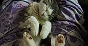 Chevy joined the competition — help win amazing prizes! animal, cat, closeup, cozy, cute, feline, home, indoor, lap, pajamas, patterned_clothing, paws, person, pet, purple, relaxed, resting, sleeping, soft_lighting, whiskers