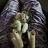 Chevy joined the competition — help win amazing prizes! cat, sleeping, lap, pajamas, purple, pet, cozy, relaxed, indoor, cute, feline, animal, whiskers, paws, person, patterned_clothing, resting, soft_lighting, closeup, home