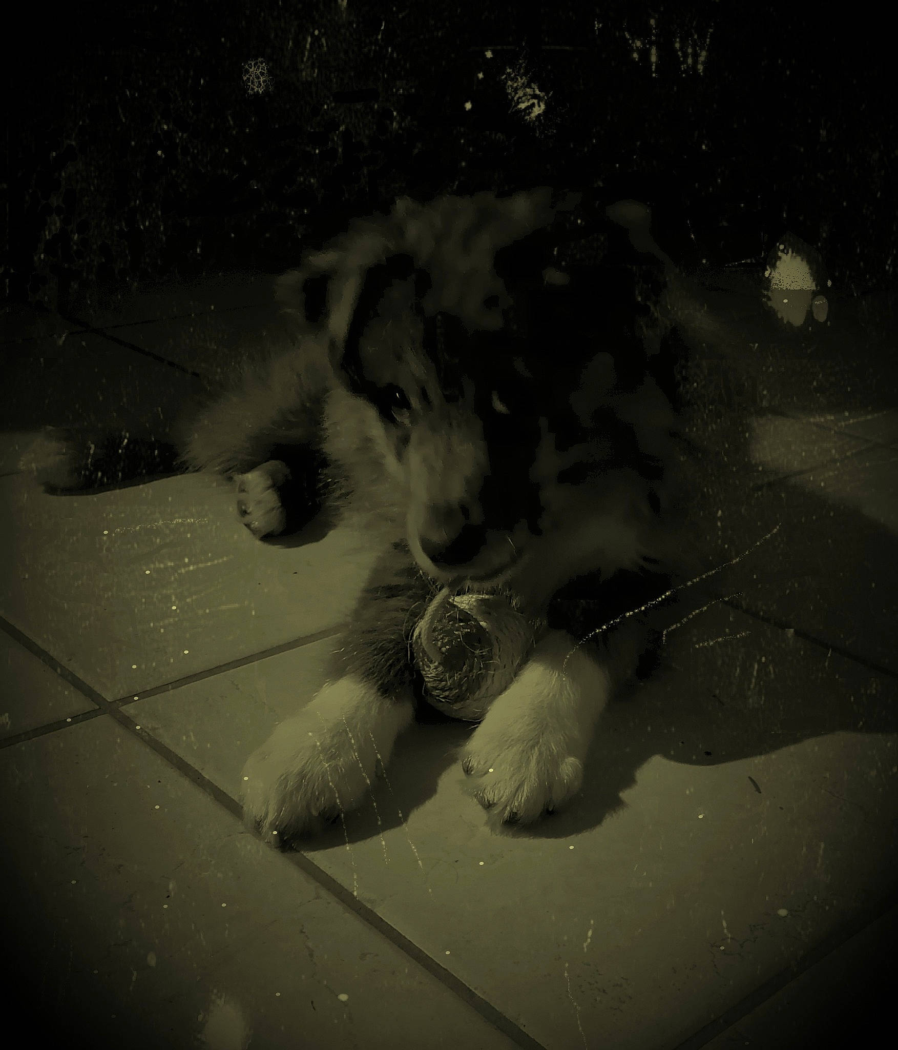 Shaya a rejoint le concours — aidez-le/la à gagner de superbes lots ! carnivore, darkness, dog_breed, felidae, flash_photography, gesture, glass, monochrome, monochrome_photography, organism, paw, rodent, shadow, small_to_medium_sized_cats, snout, tail, tints_and_shades, whiskers, window, windshield