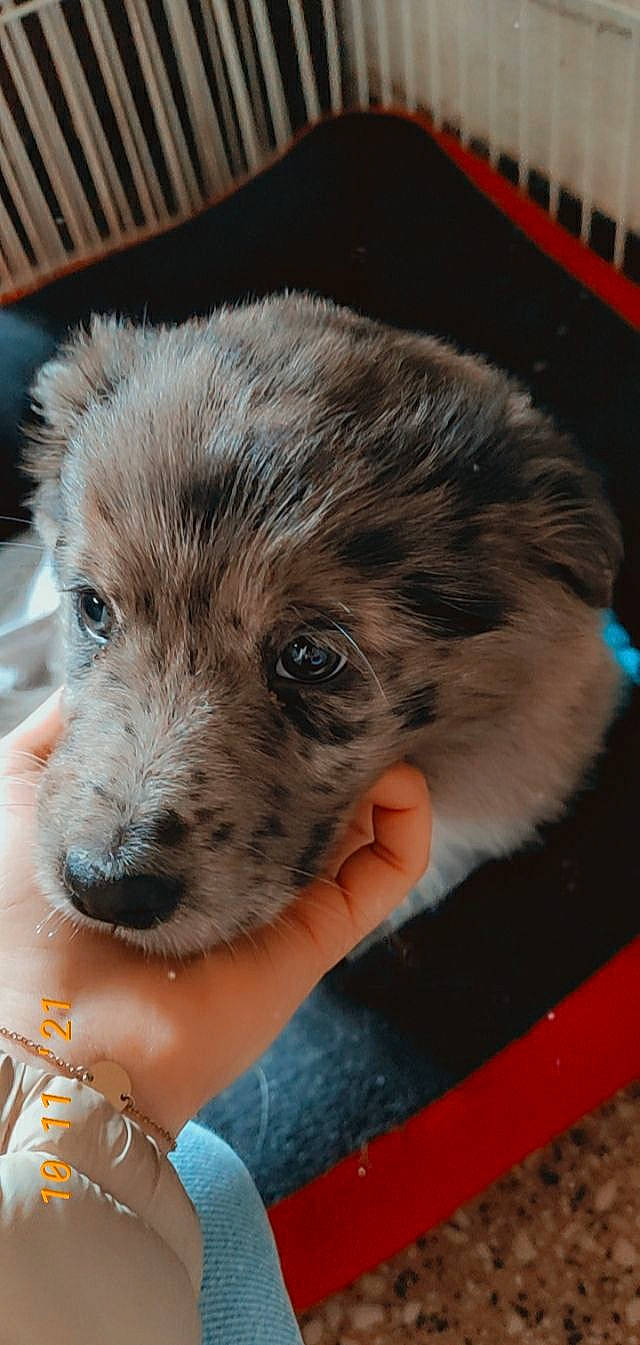 Shaya participe au concours pour gagner de l'argent avec cette photo : canidae, carnivore, claw, companion_dog, dog, dog_breed, domesticated_hedgehog, ear, finger, fur, hand, jewellery, marsupial, nail, rodent, snout, terrestrial_animal, toy_dog, whiskers