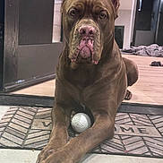 Kano is registered to the contest to win money with this photo: dog, brown_dog, pet, animal, indoor, welcome_mat, ball, floor, door, wood_floor, paw, canine, house, domestic_animal, looking_at_camera, resting, front_paws, close_up, portrait, serious_expression