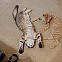cat, kitten, orange_tabby, tabby, carpet, indoor, pet, two_cats, sleeping, relaxed, stretched_out, paw, fur, whiskers, cute, playful, floor, companion_animals, nap, adorable