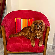Roméo a rejoint le concours — aidez-le/la à gagner de superbes lots ! dog, brown_dog, armchair, red_chair, striped_pillow, indoor, wooden_armrests, flooring, pet, canine, furniture, relaxed, looking_at_camera, cozy, home_interior, mammal, companion, domestic_animal, sitting, cute