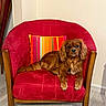 dog, brown_dog, armchair, red_chair, striped_pillow, indoor, wooden_armrests, flooring, pet, canine, furniture, relaxed, looking_at_camera, cozy, home_interior, mammal, companion, domestic_animal, sitting, cute