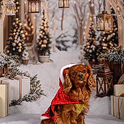 Roméo participe au concours pour gagner de l'argent avec cette photo : background, cape, celebration, christmas, cute, decorations, dog, festive, gift, holiday, lantern, outdoor, pet, pinecone, potted_plant, red_clothing, seasonal, snow, tree, winter