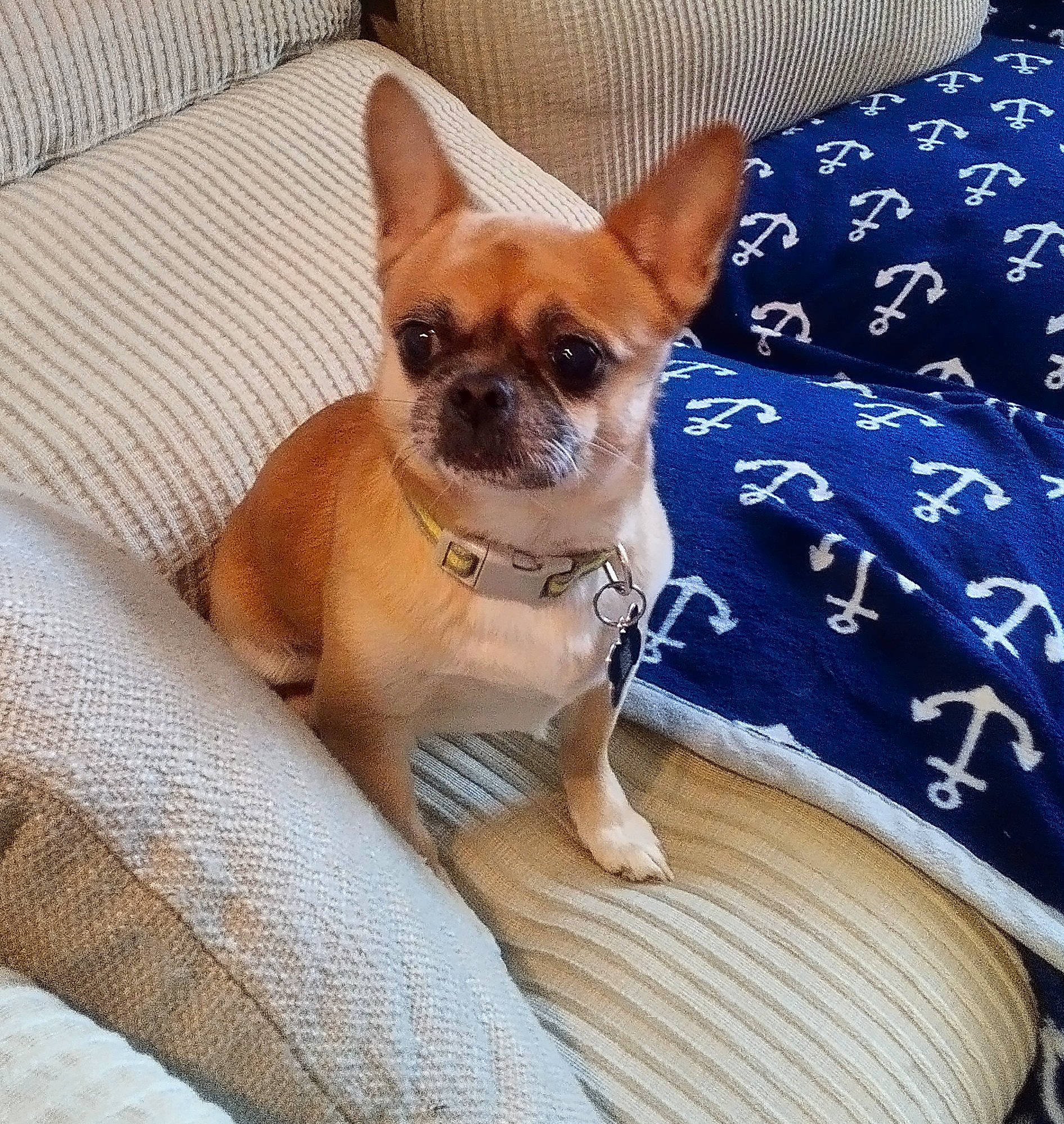 Brutus is registered to the contest to win money with this photo: canidae, carnivore, chihuahua, collar, comfort, companion_dog, couch, dog, dog_breed, dog_supply, fawn, fur, linens, paw, snout, sporting_group, tail, toy_dog, whiskers, working_animal