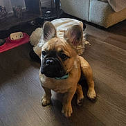 Bella is registered to the contest to win money with this photo: puppy, dog, pet, floor, wooden_floor, ears, collar, indoor, couch, feeding_bowl, pet_bowl, furniture, brown, cute, animal, domestic_animal, sitting, looking, young, home