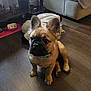 puppy, dog, pet, floor, wooden_floor, ears, collar, indoor, couch, feeding_bowl, pet_bowl, furniture, brown, cute, animal, domestic_animal, sitting, looking, young, home
