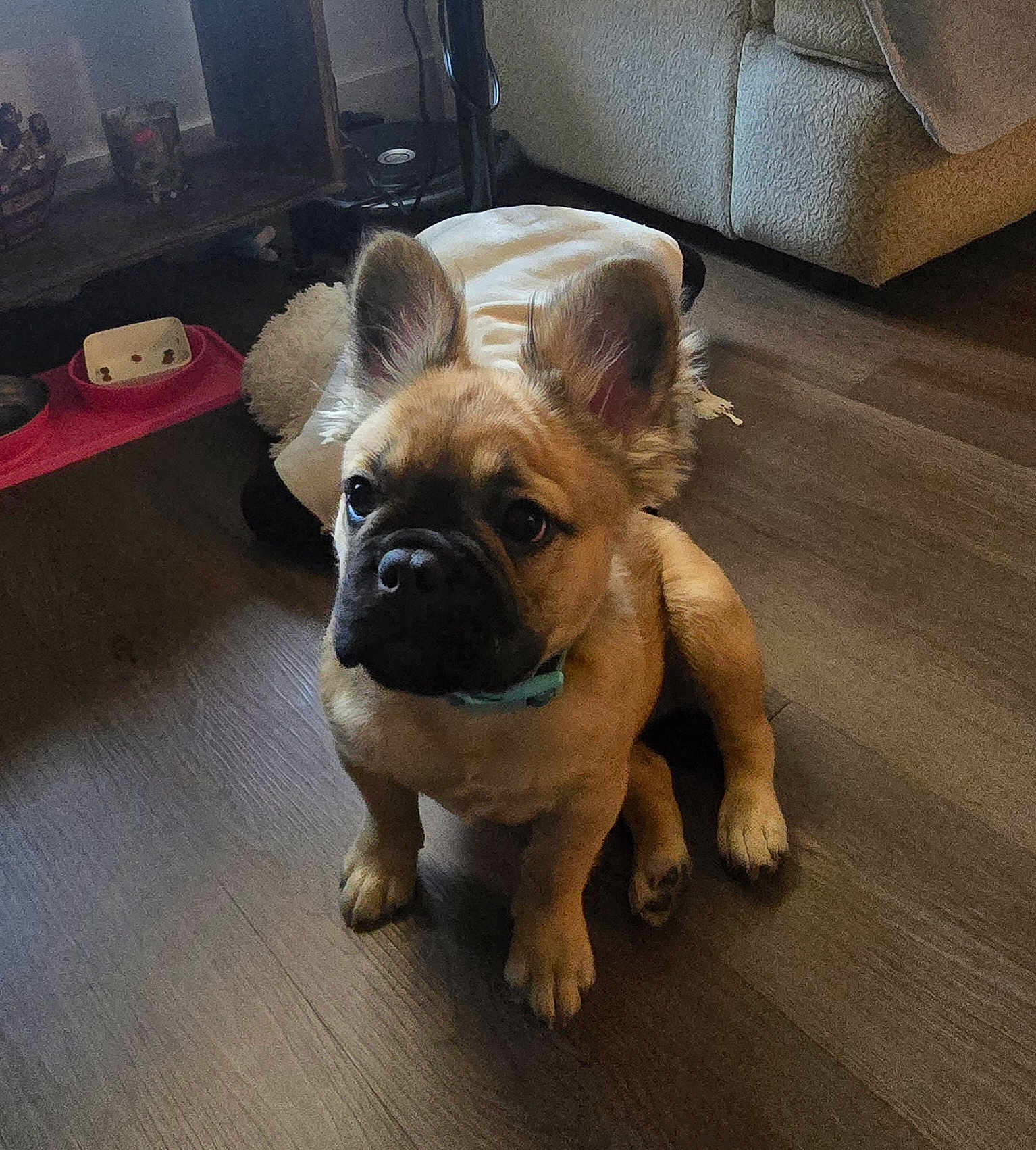 Bella is registered to the contest to win money with this photo: puppy, dog, pet, floor, wooden_floor, ears, collar, indoor, couch, feeding_bowl, pet_bowl, furniture, brown, cute, animal, domestic_animal, sitting, looking, young, home
