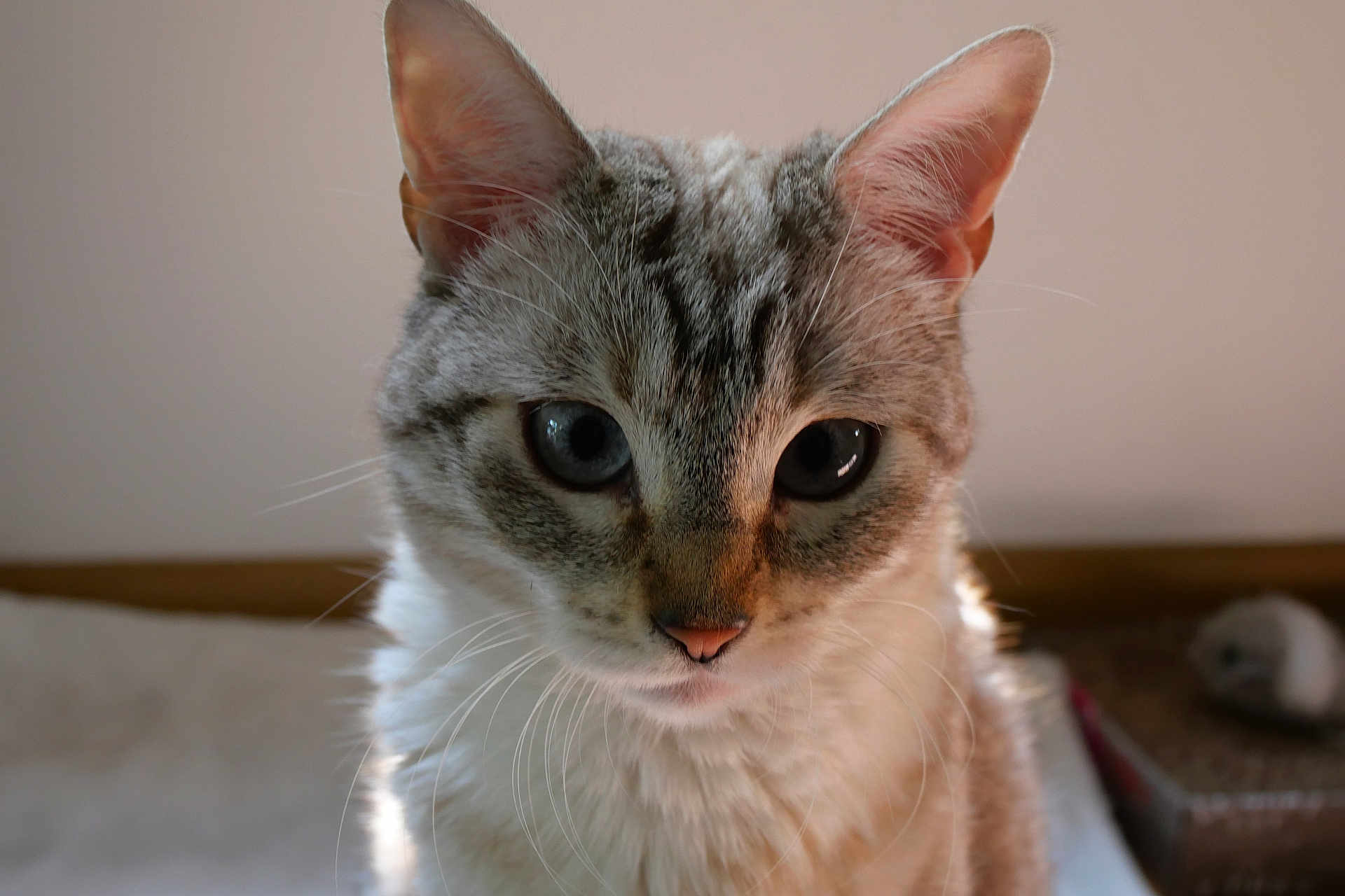 Nymeria participe au concours pour gagner de l'argent avec cette photo : cat, close_up, blue_eyes, whiskers, fur, pink_nose, indoor, soft_light, curious, pet, animal, mammal, portrait, feline, cute, domestic, cozy, focus, face, ears
