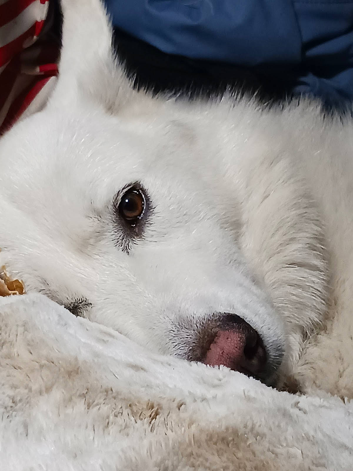 Miss Petra Jane is registered to the contest to win money with this photo: canidae, carnivore, comfort, companion_dog, dog, dog_breed, eye, eyelash, fang, foot, fur, head, jaw, paw, snout, sporting_group, terrestrial_animal, volpino_italiano, whiskers, working_animal