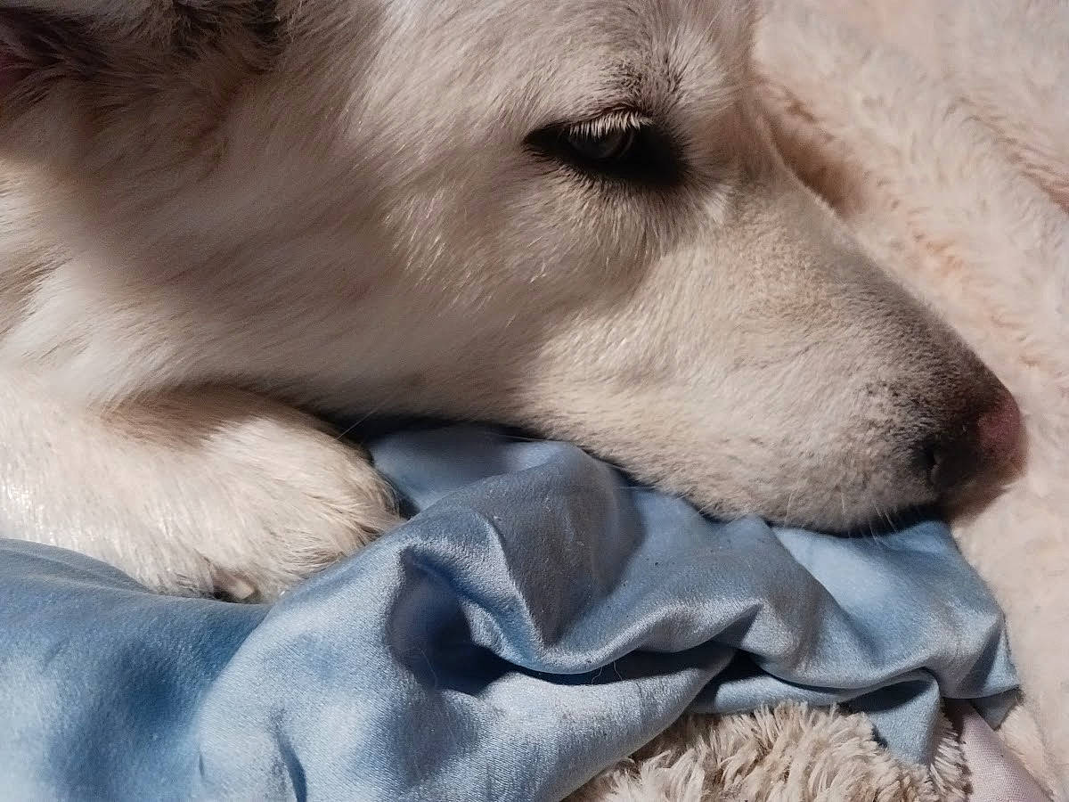 Miss Petra Jane joined the competition — help win amazing prizes! aircraft, canidae, carnivore, comfort, companion_dog, dog, dog_breed, ear, fawn, fur, nap, paw, puppy, puppy_love, retriever, snout, sporting_group, terrestrial_animal, whiskers, working_animal