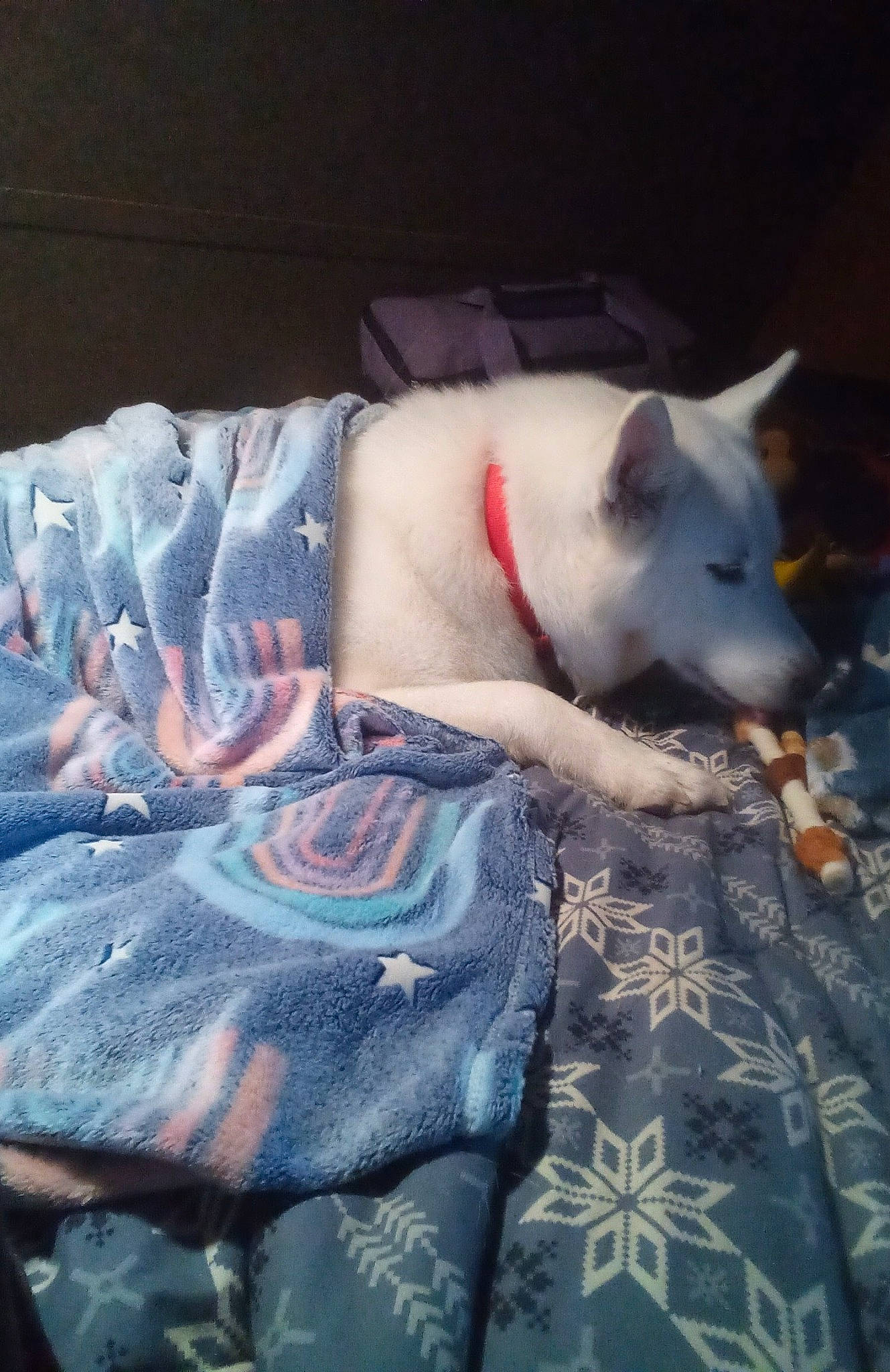 Miss Petra Jane joined the competition — help win amazing prizes! american_eskimo_dog, canidae, carnivore, comfort, companion_dog, couch, dog, dog_breed, domestic_short_haired_cat, felidae, flooring, fur, grey, linens, nap, pattern, small_to_medium_sized_cats, snout, tail, whiskers