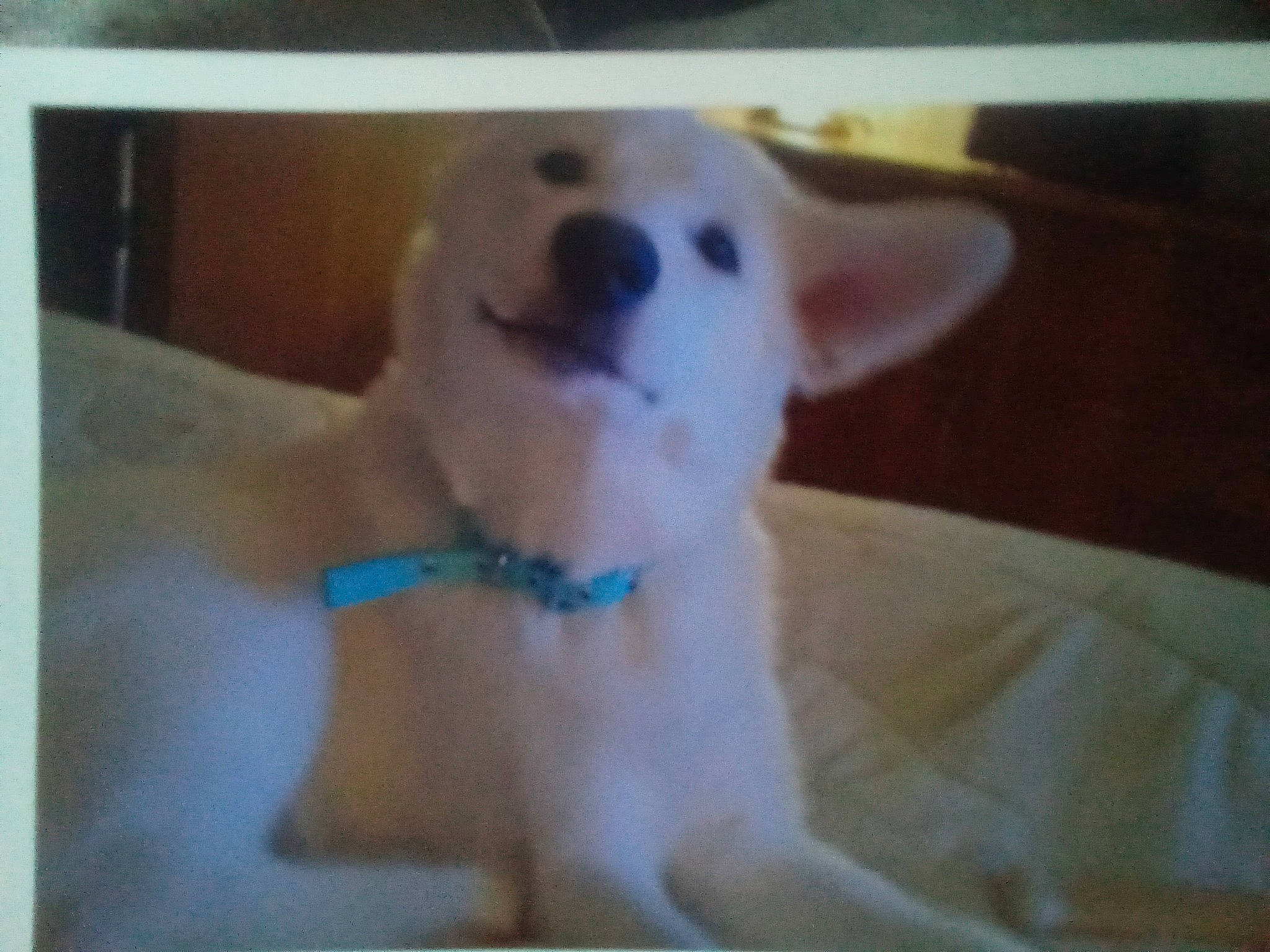 Miss Petra Jane joined the competition — help win amazing prizes! canidae, carnivore, collar, companion_dog, dog, dog_breed, dog_collar, dog_supply, fawn, flooring, maltepoo, non_sporting_group, paw, pet_supply, poodle, snout, sporting_group, terrestrial_animal, toy_dog, working_animal