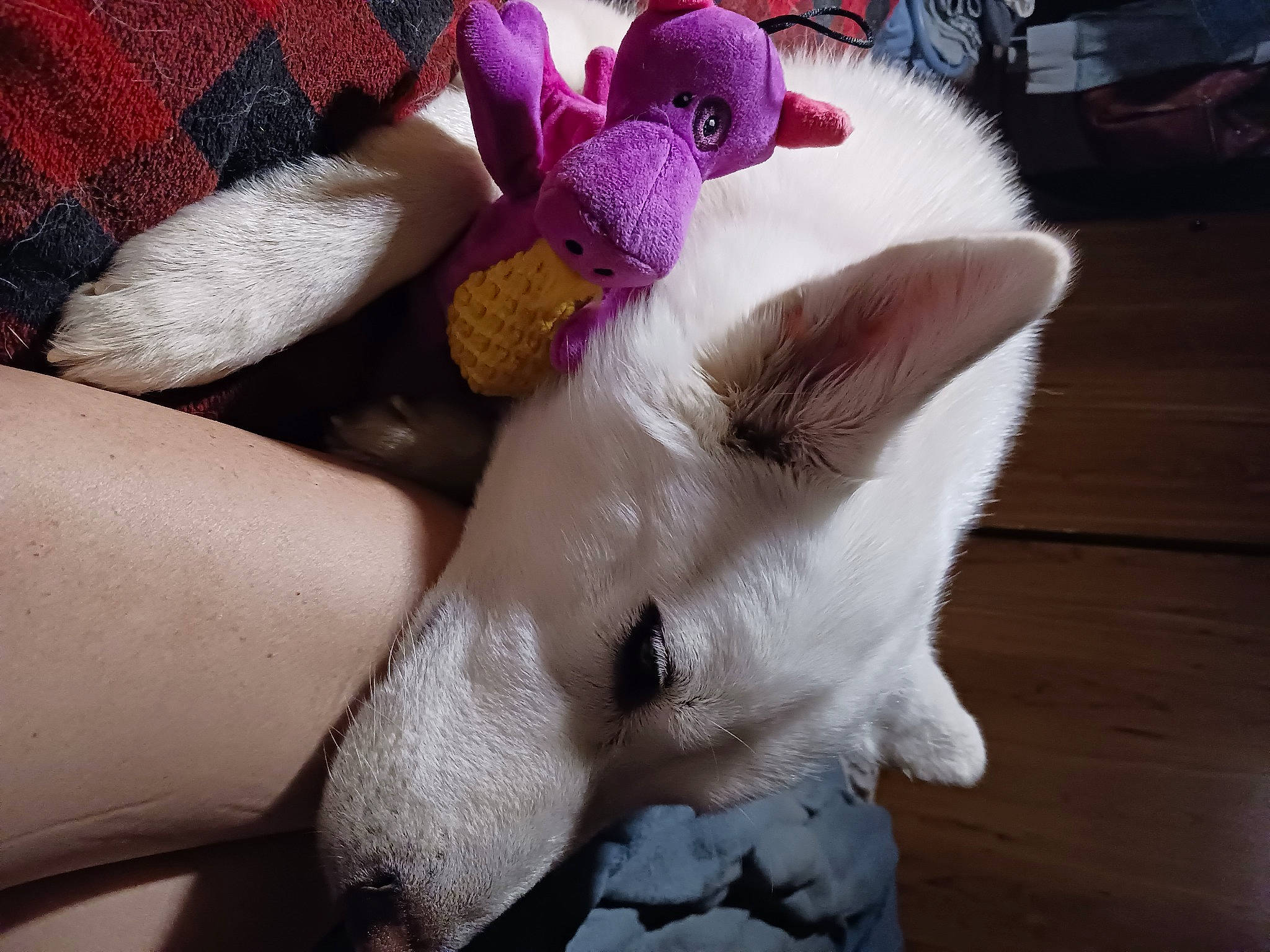 Miss Petrajane is registered to the contest to win money with this photo: carnivore, cat, comfort, companion_dog, fawn, felidae, foot, fur, gesture, human_leg, linens, magenta, nail, nap, paw, small_to_medium_sized_cats, tail, thigh, toe, whiskers