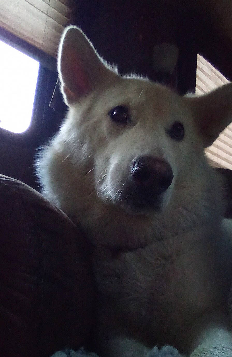 Petrajane joined the competition — help win amazing prizes! ancient_dog_breeds, canidae, canis, carnivore, companion_dog, dog, dog_breed, ear, fawn, fur, jaw, non_sporting_group, snout, sporting_group, terrestrial_animal, whiskers, window, working_animal