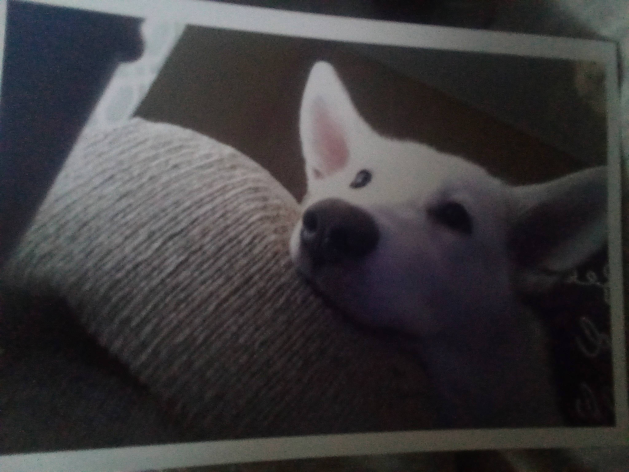 Petrajane is registered to the contest to win money with this photo: ancient_dog_breeds, carnivore, comfort, companion_dog, dog, dog_breed, fawn, flooring, fur, non_sporting_group, sporting_group, square, terrestrial_animal, working_animal