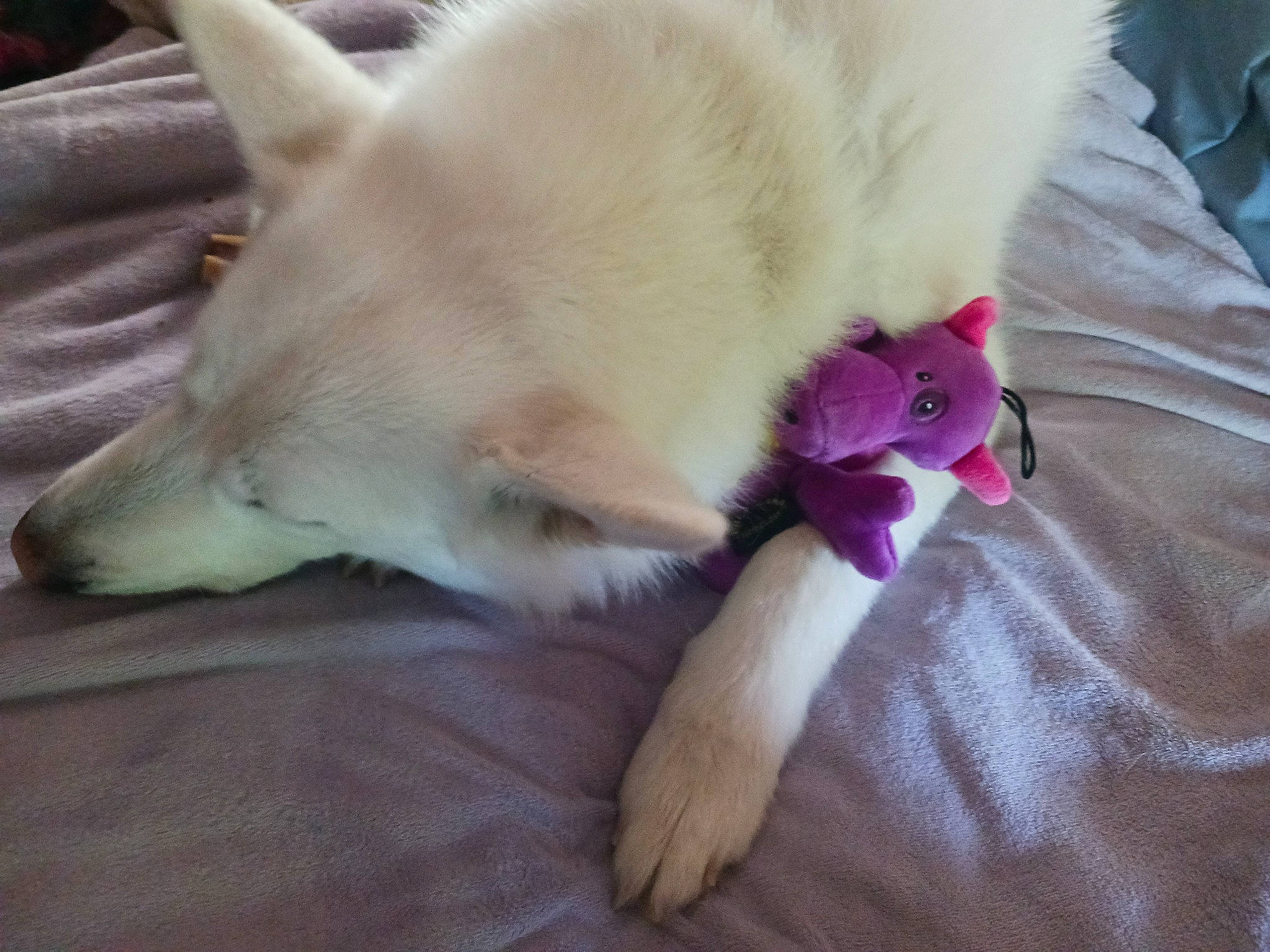 Petrajane is registered to the contest to win money with this photo: canidae, carnivore, claw, comfort, companion_dog, dog, dog_breed, fawn, felidae, fur, nap, paw, small_to_medium_sized_cats, snout, spitz, sporting_group, tail, thai, whiskers, working_animal