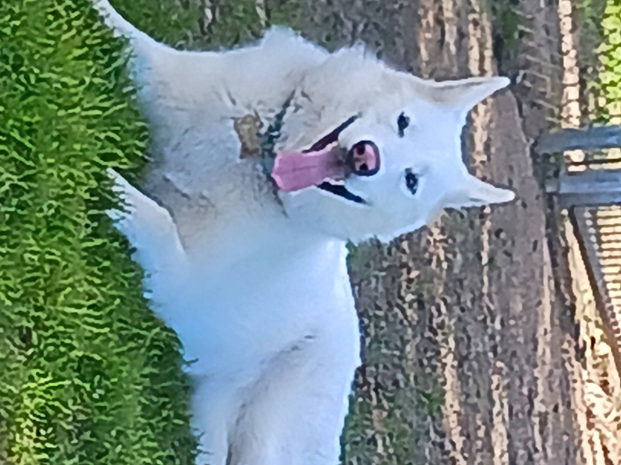 Petrajane joined the competition — help win amazing prizes! canidae, carnivore, collar, companion_dog, dog_breed, event, felidae, fur, grass, plant, small_to_medium_sized_cats, snout, tail, terrestrial_animal, tree, trunk, twig, whiskers, wildlife, wood