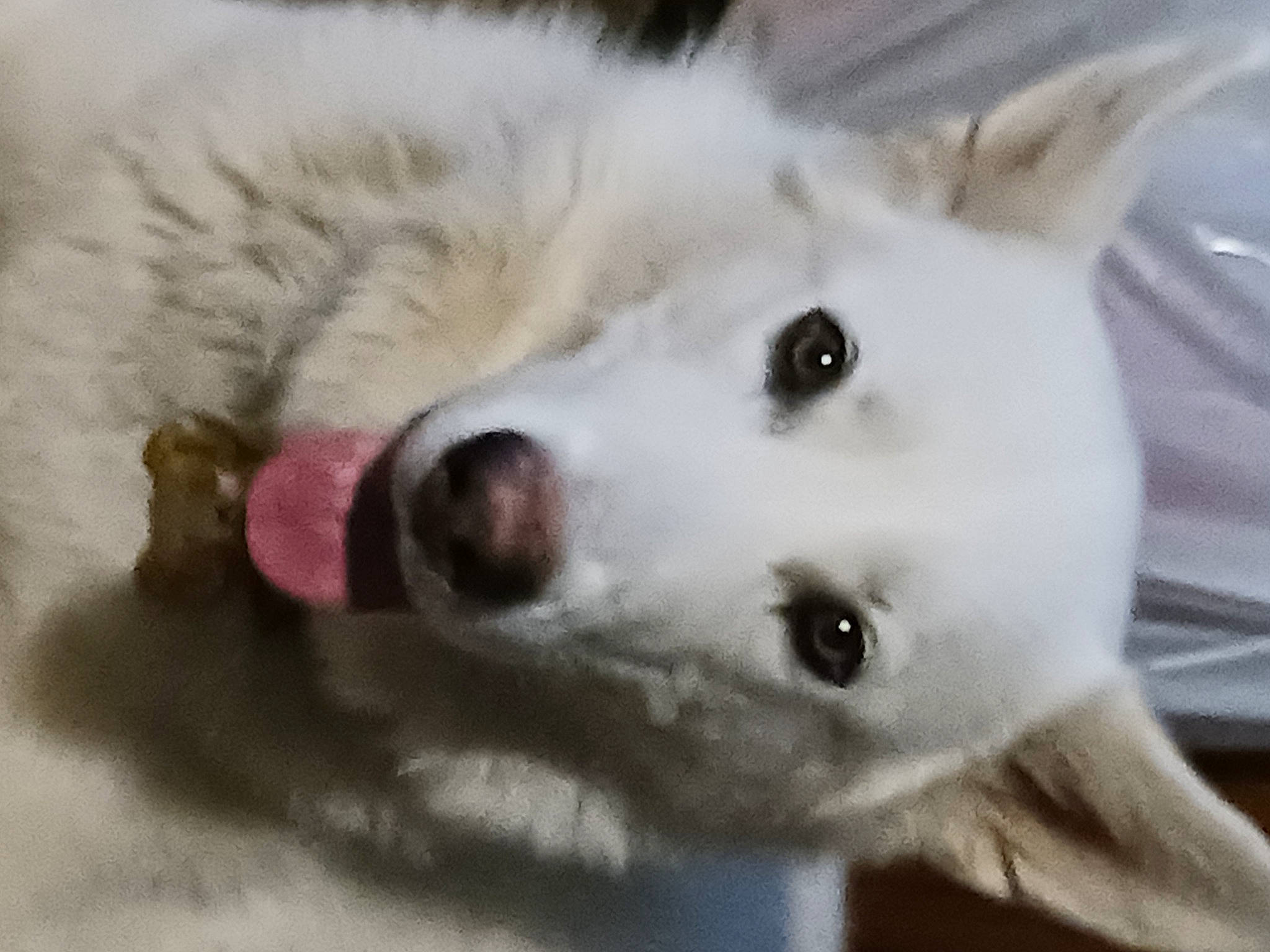 Petrajane joined the competition — help win amazing prizes! american_eskimo_dog, canidae, carnivore, companion_dog, dog, dog_breed, fang, fur, indian_spitz, japanese_spitz, jaw, mammal, samoyed, snout, sporting_group, terrestrial_animal, volpino_italiano, whiskers, working_animal, working_dog