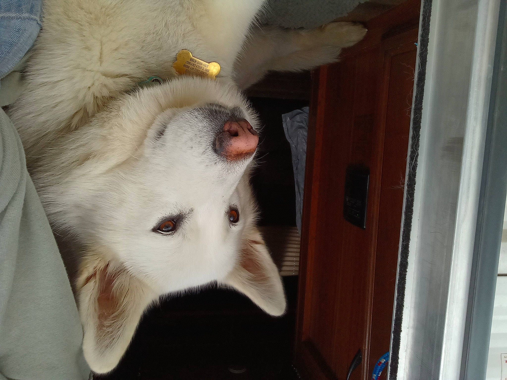 Petrajane joined the competition — help win amazing prizes! animal_shelter, canidae, carnivore, cat, claw, companion_dog, dog_breed, domestic_short_haired_cat, door, ear, fawn, felidae, fur, paw, samoyed, small_to_medium_sized_cats, snout, sporting_group, tail, whiskers