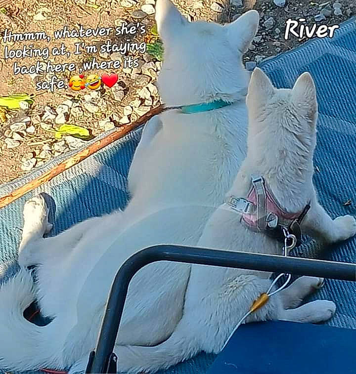 Abagail Grace is registered to the contest to win money with this photo: art, electric_blue, felidae, freezing, frost, fur, grass, metal, pattern, recreation, small_to_medium_sized_cats, snow, soil, tail, tree, whiskers, winter, world