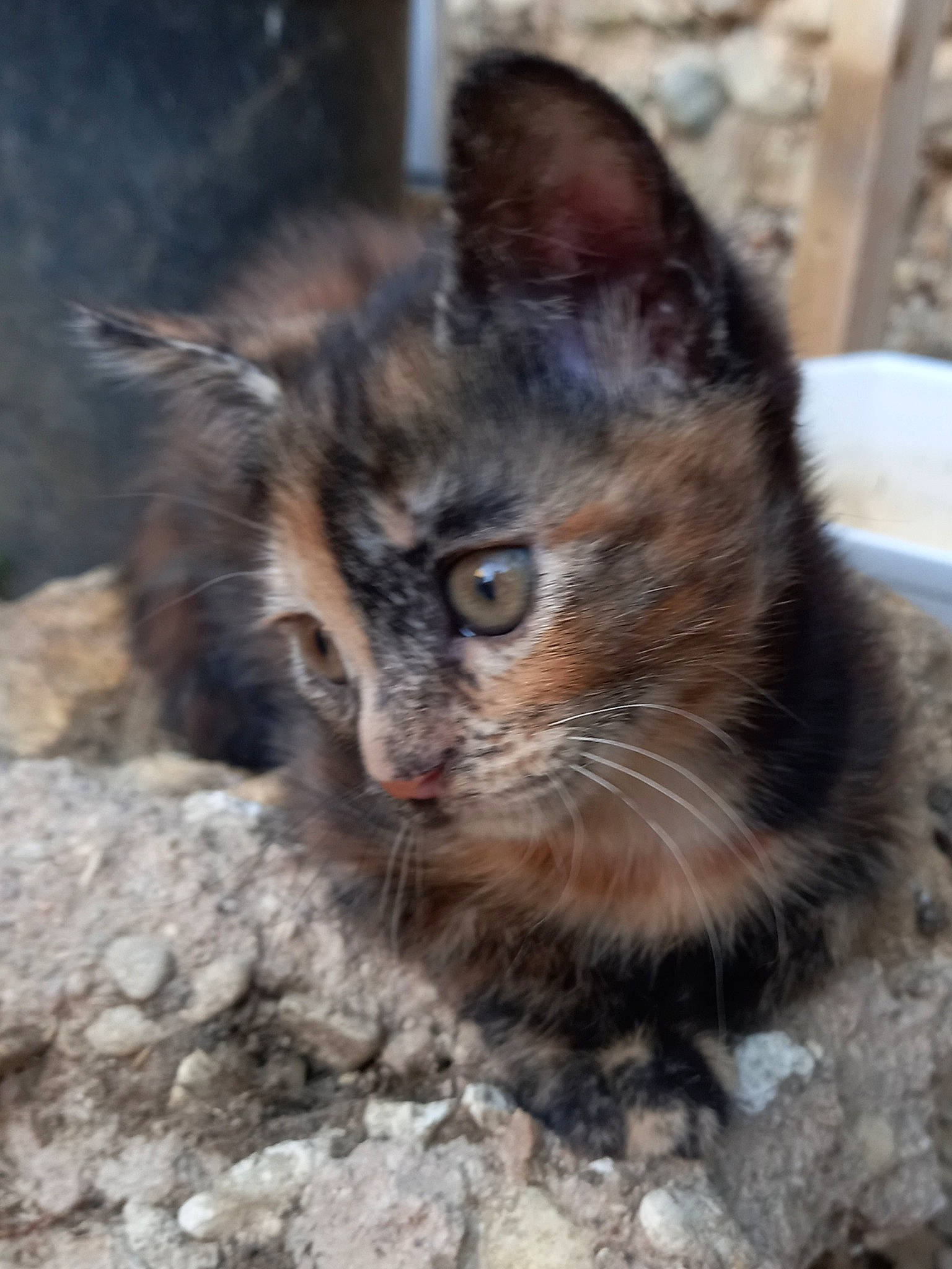 Tweesthy a rejoint le concours — aidez-le/la à gagner de superbes lots ! carnivore, cat, domestic_short_haired_cat, fawn, felidae, fur, paw, sitting, small_to_medium_sized_cats, soil, terrestrial_animal, whiskers, wildlife, window