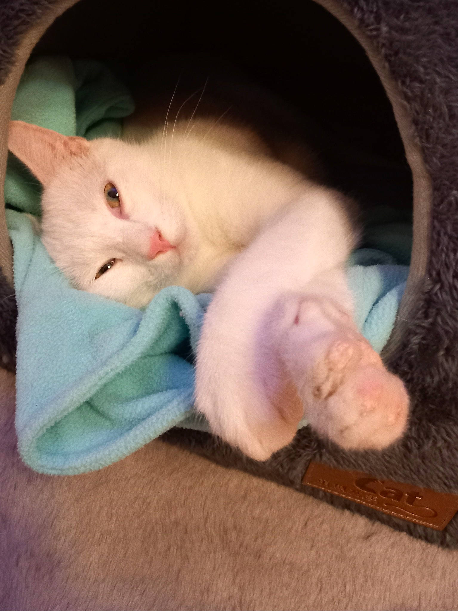 Baboune participe au concours pour gagner de l'argent avec cette photo : carnivore, cat, comfort, eye, fawn, felidae, foot, fur, hamster, mouse, muroidea, paw, rat, rodent, small_to_medium_sized_cats, snout, tail, vertebrate, whiskers, white_footed_mice