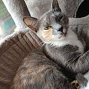 Blue participe au concours pour gagner de l'argent avec cette photo : cat, feline, pet, animal, indoor, cozy, fur, whiskers, ears, window, cat_tree, relaxed, sleepy, soft, closeup, mammal, cute, domestic, resting, companion