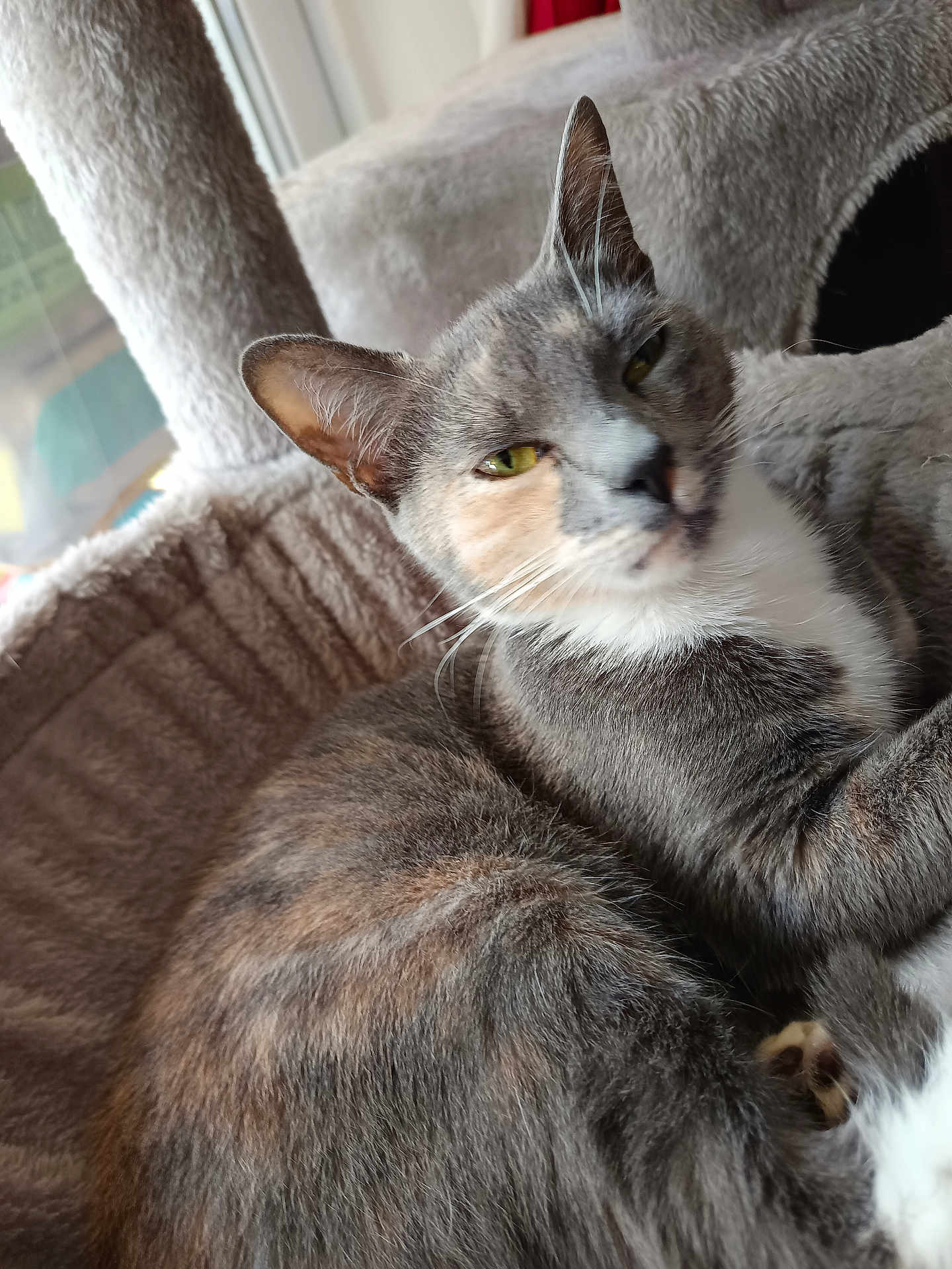 Blue participe au concours pour gagner de l'argent avec cette photo : cat, feline, pet, animal, indoor, cozy, fur, whiskers, ears, window, cat_tree, relaxed, sleepy, soft, closeup, mammal, cute, domestic, resting, companion