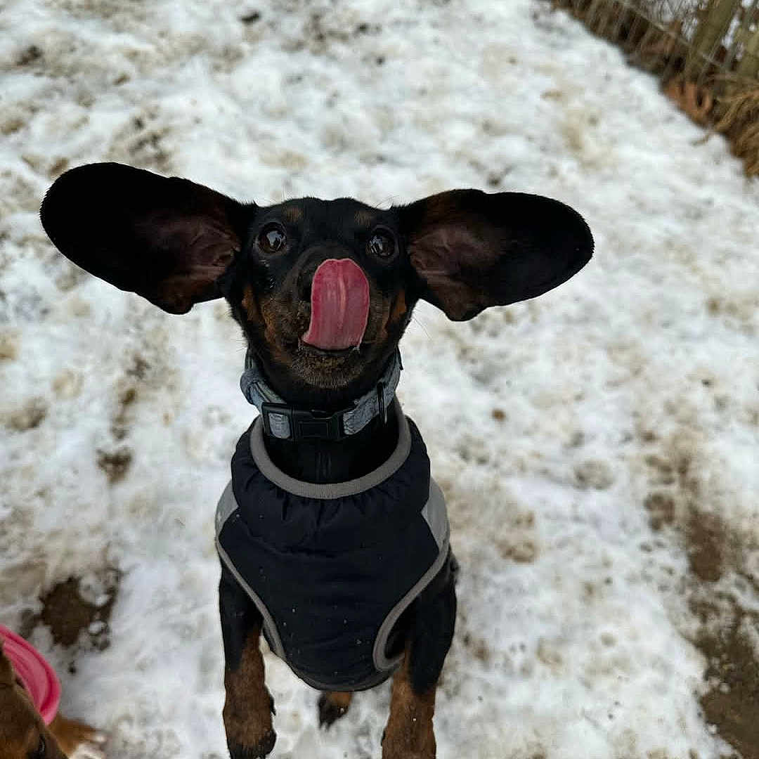 Zoey joined the competition — help win amazing prizes! animal, architecture, bodypart, building, canine, dog, face, head, hound, mouth, nature, outdoors, person, pet, photography, plant, portrait, puppy, shelter, snow