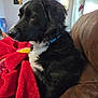 animal, black_dog, blanket, blue_collar, cozy, curtains, daylight, dog, domestic, fur, house, indoor, leather_couch, pet, red_blanket, resting, side_view, white_fur, window, yellow_blanket