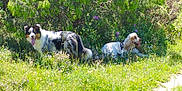 Ulla a rejoint le concours — aidez-le/la à gagner de superbes lots ! animal, canine, countryside, dog, farm, field, grass, grassland, herbal, herbs, land, meadow, nature, outdoors, pasture, pet, plant, rural, tree, vegetation