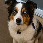 Ulla participe au concours pour gagner de l'argent avec cette photo : australian_shepherd, blue_eyes, close_up, collar, companion, dog, dog_tag, ears, floor, fur, glass_door, indoor, looking_at_camera, nose, pet, portrait, sitting, tricolor, well_groomed, white_fur