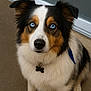 australian_shepherd, blue_eyes, close_up, collar, companion, dog, dog_tag, ears, floor, fur, glass_door, indoor, looking_at_camera, nose, pet, portrait, sitting, tricolor, well_groomed, white_fur