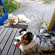 Ulla participe au concours pour gagner de l'argent avec cette photo : australian_shepherd, blue_eyes, canine, cocker_spaniel, collar, dog, fur, gravel, greenery, happy, leash, nature, outdoor, pet, playful, resting, summer, sunlight, tongue_out, wooden_deck