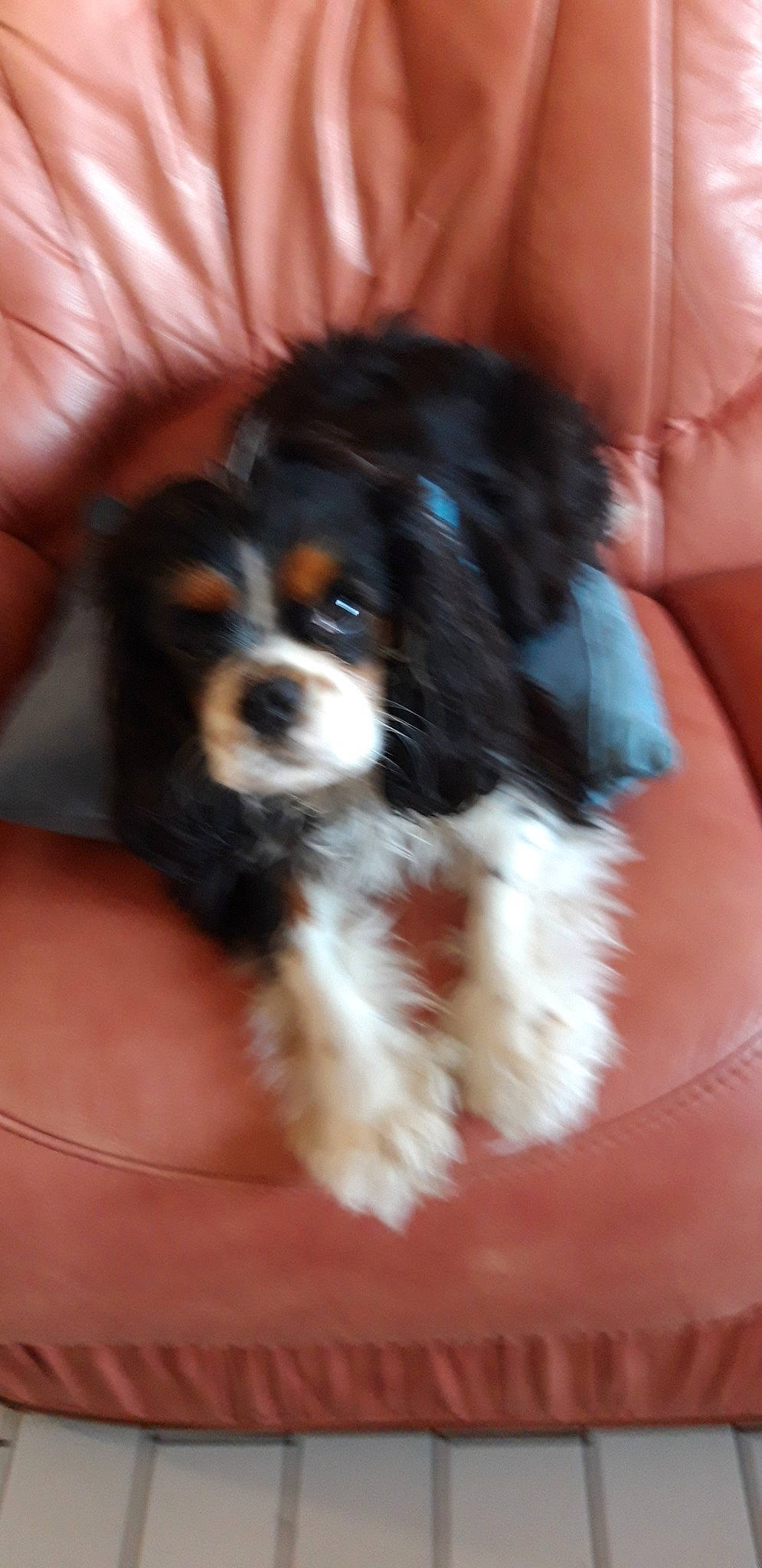 Phoebus a rejoint le concours — aidez-le/la à gagner de superbes lots ! canidae, carnivore, cavalier_king_charles_spaniel, cavapoo, companion_dog, dog, dog_breed, king_charles_spaniel, maltepoo, mammal, puppy, puppy_love, rare_breed_dog, snout, spaniel, sporting_group, toy_dog, vertebrate