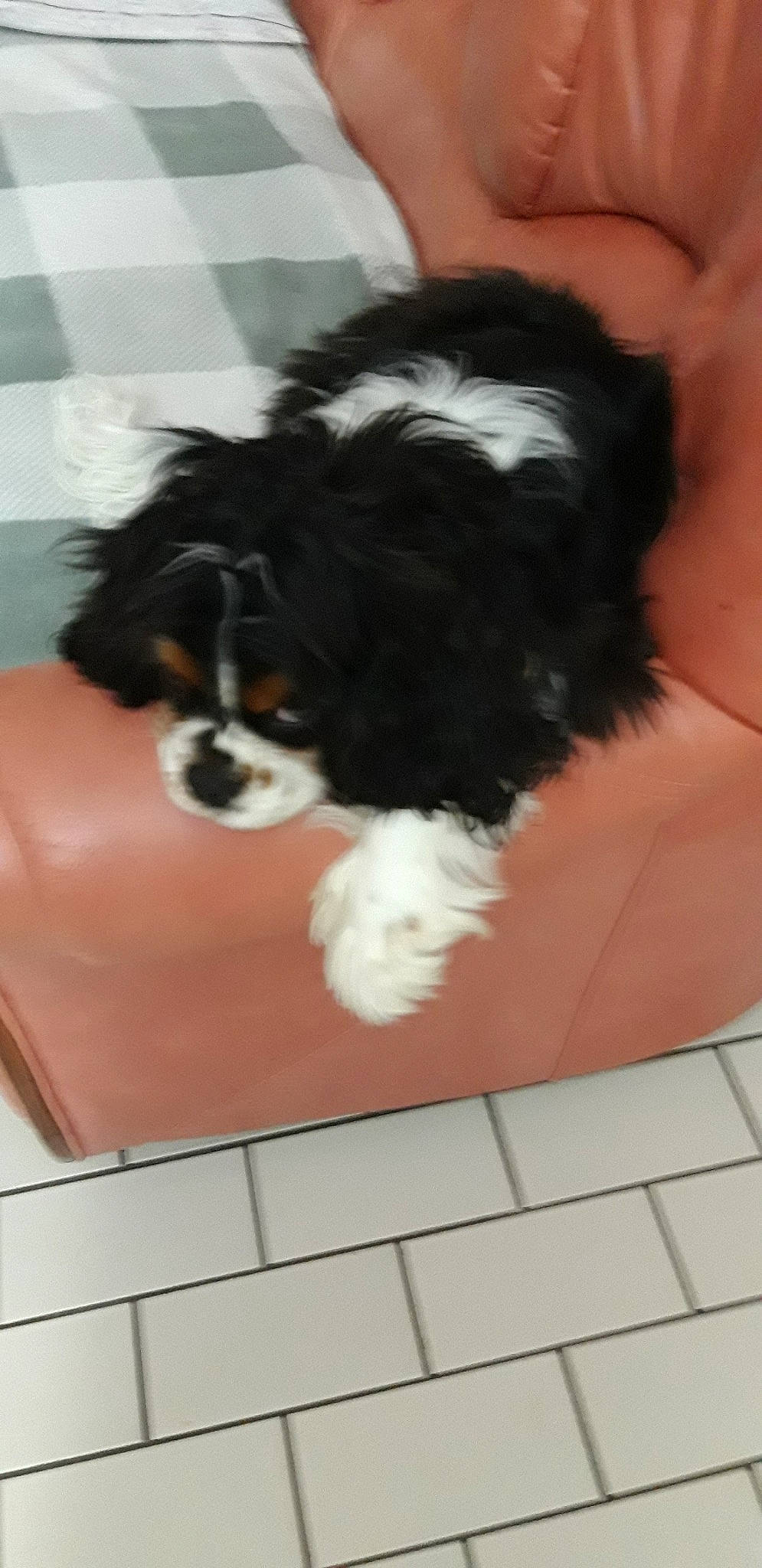 Phoebus a rejoint le concours — aidez-le/la à gagner de superbes lots ! bolonka, canidae, carnivore, cavalier_king_charles_spaniel, cavapoo, companion_dog, dog, dog_breed, havanese, king_charles_spaniel, maltepoo, mammal, phalene, puppy, rare_breed_dog, shih_tzu, spaniel, sporting_group, toy_dog, vertebrate