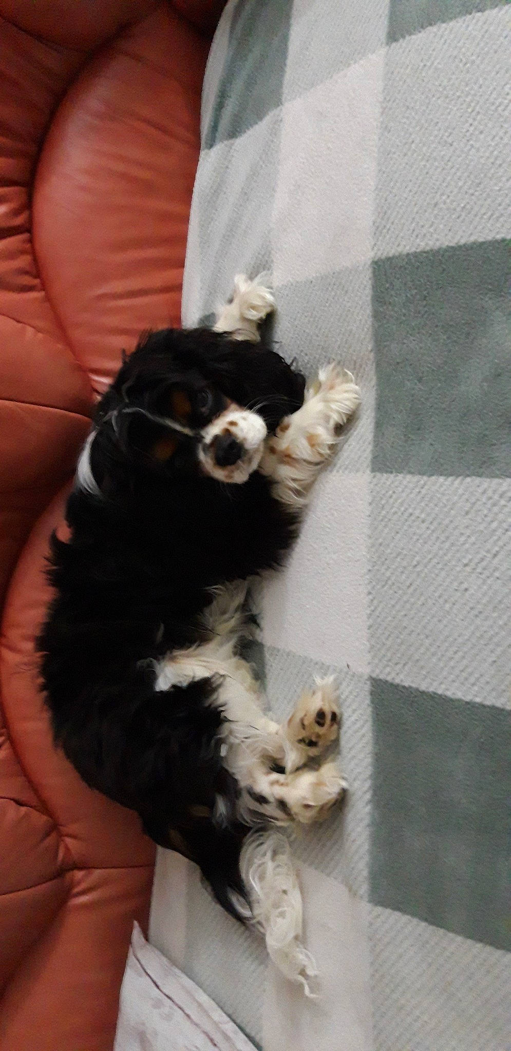 Phoebus participe au concours pour gagner de l'argent avec cette photo : australian_shepherd, canidae, carnivore, cavalier_king_charles_spaniel, companion_dog, dog, dog_breed, mammal, puppy, sporting_group, vertebrate