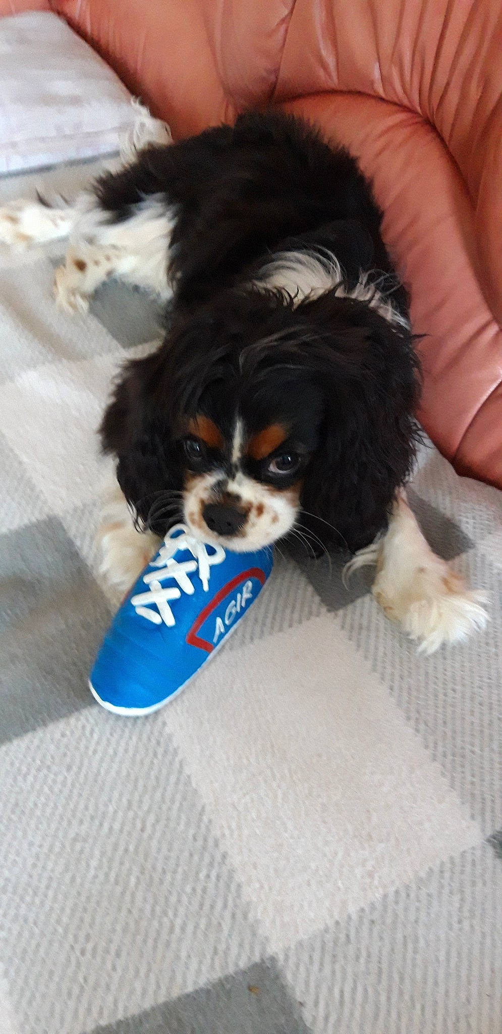 Phoebus participe au concours pour gagner de l'argent avec cette photo : canidae, carnivore, cavachon, cavalier_king_charles_spaniel, cavapoo, companion_dog, dog, dog_breed, king_charles_spaniel, maltepoo, mammal, phalene, puppy, rare_breed_dog, snout, spaniel, sporting_group, toy_dog