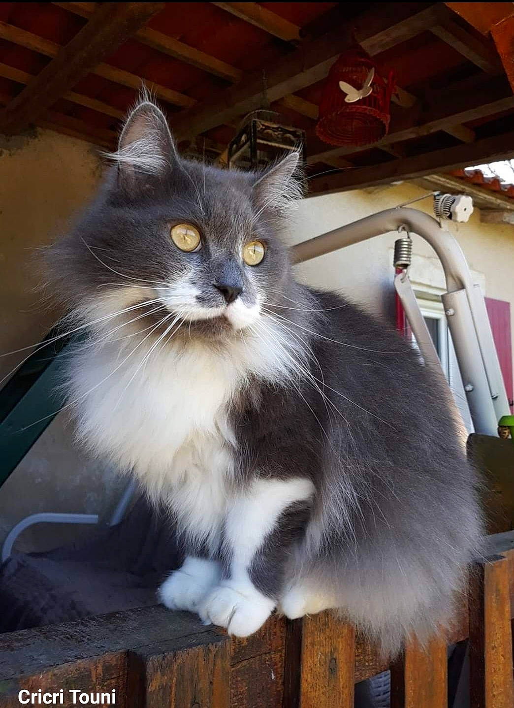 Frodon a rejoint le concours — aidez-le/la à gagner de superbes lots ! asian_semi_longhair, british_longhair, british_semi_longhair, carnivore, cat, domestic_long_haired_cat, domestic_short_haired_cat, felidae, maine_coon, mammal, norwegian_forest_cat, persian, ragamuffin, siberian, small_to_medium_sized_cats, vertebrate, whiskers