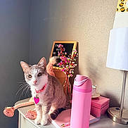 Robin joined the competition — help win amazing prizes! cat, curious, decor, dresser, fuzzy_tail_decoration, heart_shaped_tag, indoor, lamp, notebook, pen, pet, pink_collar, pink_flowers, pink_theme, pink_water_bottle, soft_light, table, vase, wall, white_and_gray_cat