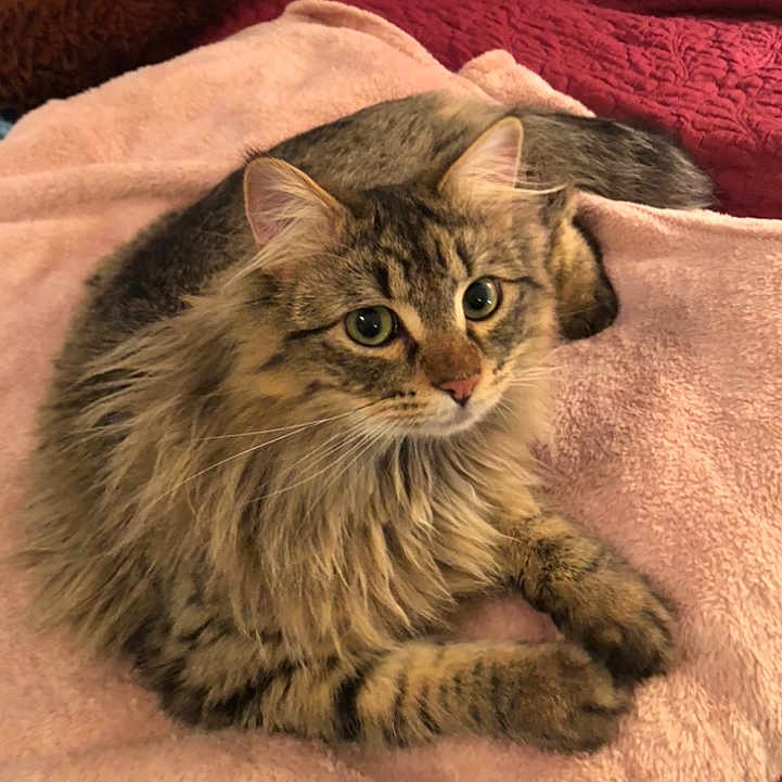 Dynamite is registered to the contest to win money with this photo: abyssinian, angora, animal, blanket, brasssection, cat, couch, egyptiancat, furniture, homedecor, horn, kitten, linen, manx, musicalinstrument, person, pet, siamese, sleeping, towel