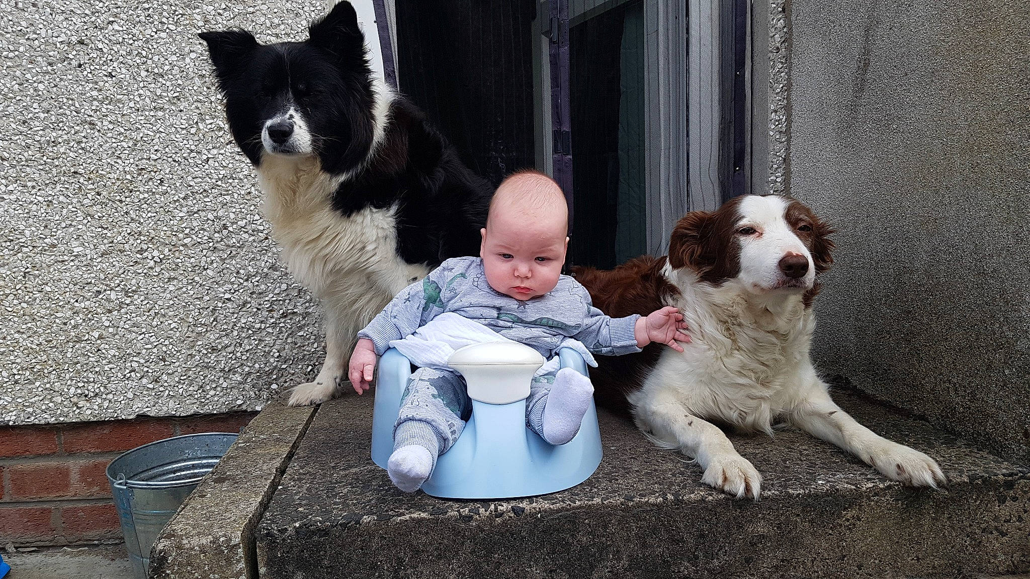 Lawson joined the competition — help win amazing prizes! baby, brittany, canidae, carnivore, chair, companion_dog, dog, dog_breed, fur, lap, non_sporting_group, outdoor_furniture, person, sitting, sporting_group, table, toddler, working_animal