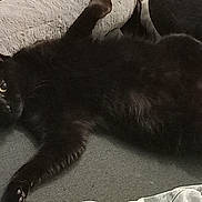 Cooky participe au concours pour gagner de l'argent avec cette photo : animal, black_cat, blanket, cat, couch, cozy, curious, cushion, feline, fur, home, indoor, looking_at_camera, lying_down, paw, pet, relaxing, resting, soft_texture, whiskers