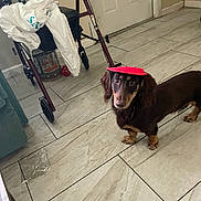 Kiki joined the competition — help win amazing prizes! dog, dachshund, pet, hat, floor, tile_floor, walker, clothing, indoor, curious, brown_dog, small_dog, household, room, door, animal, domestic_animal, looking, companion, cute