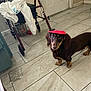dog, dachshund, pet, hat, floor, tile_floor, walker, clothing, indoor, curious, brown_dog, small_dog, household, room, door, animal, domestic_animal, looking, companion, cute