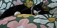 Kenzo joined the competition — help win amazing prizes! cat, black_and_white_cat, bed, blanket, floral_pattern, pink_flowers, yellow_flowers, green_background, resting, indoor, pet, feline, cozy, comfort, sleepy, cute, animal, paw, whiskers, relaxed