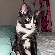 Kenzo joined the competition — help win amazing prizes! kitten, cat, black_and_white, indoor, bed, blanket, curtain, hello_kitty, yellow_eyes, pet, animal, feline, young, whiskers, cute, alert, soft_lighting, domestic, small, cozy