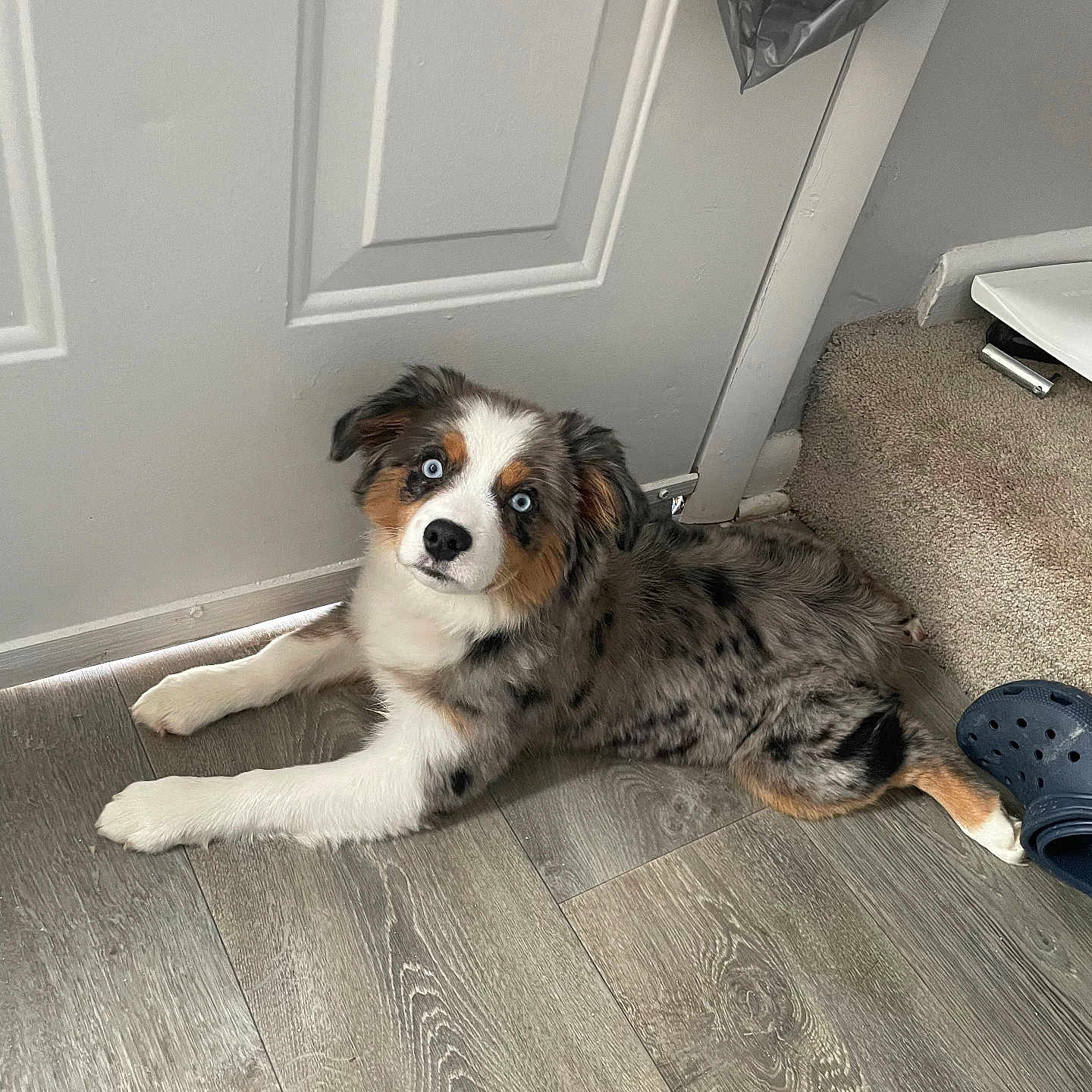 Willow joined the competition — help win amazing prizes! animal, canine, clothing, cockerspaniel, collie, dog, door, footwear, hardwood, hound, husky, indoors, interiordesign, pants, pet, plywood, puppy, shoe, stainedwood, wood